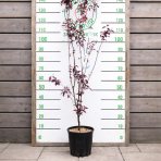 Slivka čerešňoplodá (Prunus cerasifera) ´PISSARDII´ - výška 130-150 cm, kont. C10L 